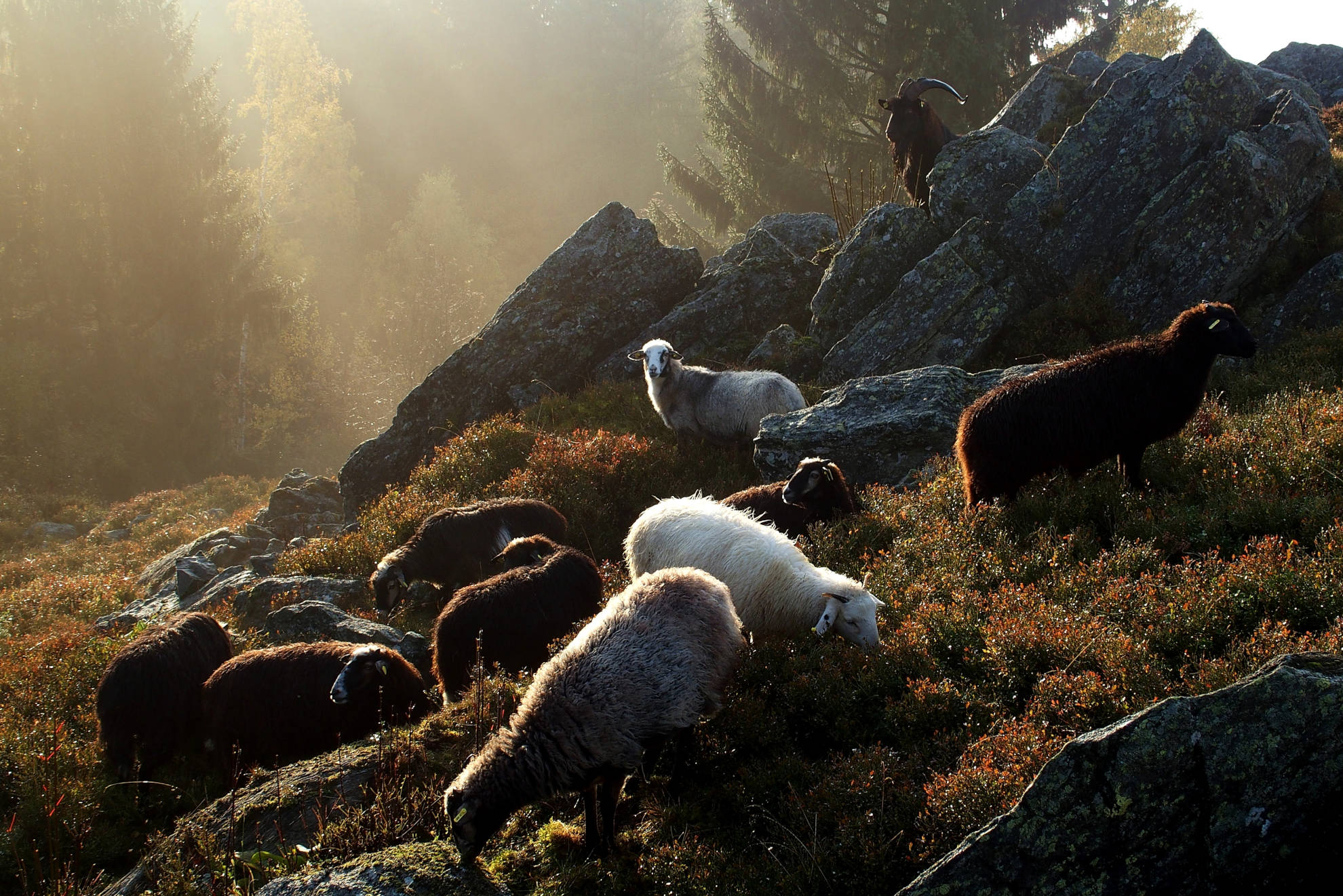 Eine Herde Schafe am Hochfels in der Oberpfalz