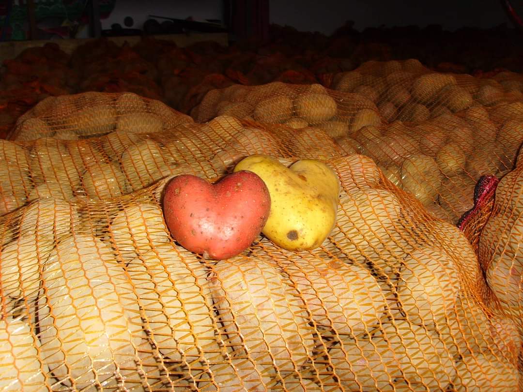 Säcke mit Kartoffeln, darauf zwei Kartoffeln in Herzform