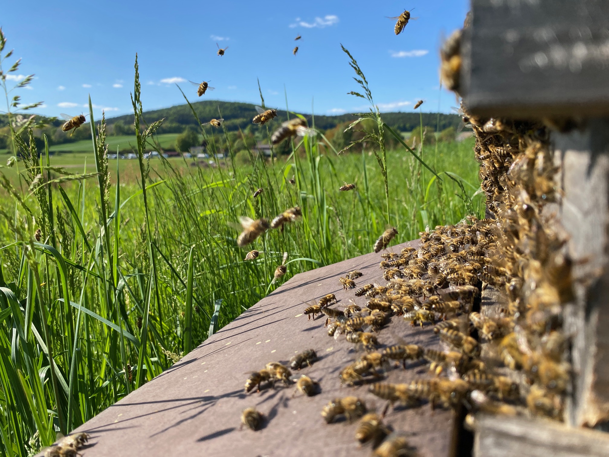 Ein Bienenstock auf einer grünen Wiese, mit Blickwinkel auf das Einflugloch an dem sich viele Bienen gesammelt haben