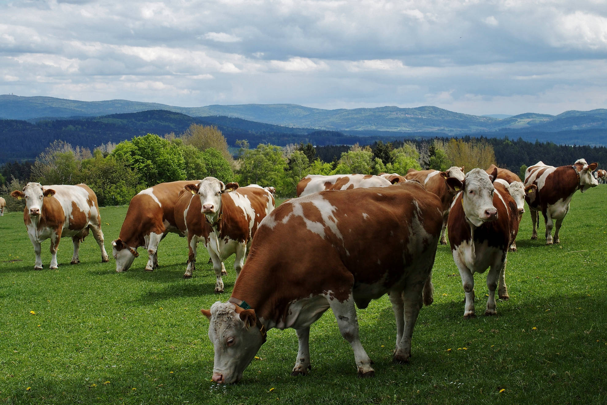 Kühe auf der Weide mit dem Oberpfalz-Panorama